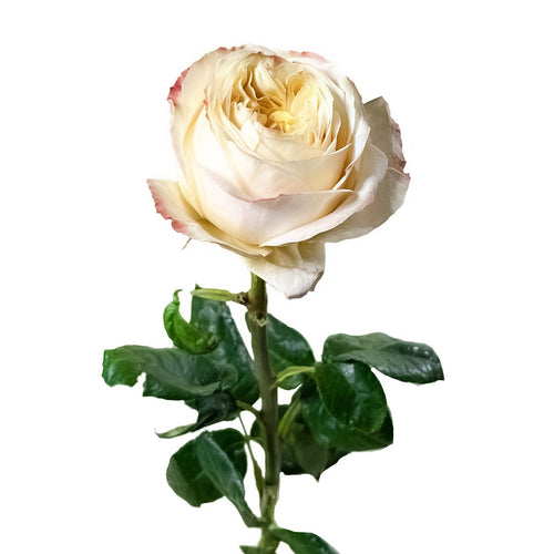 Cream Xpression Garden Rose