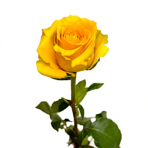 Glitz Garden Rose