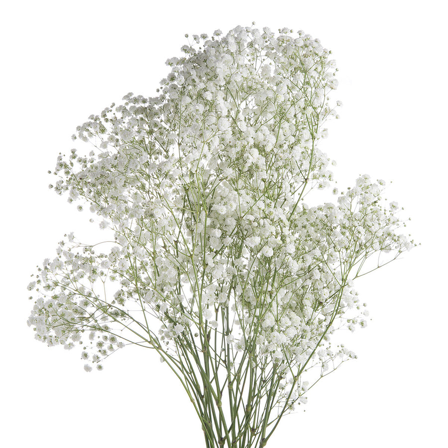 Snowball Xlence Gypsophilia