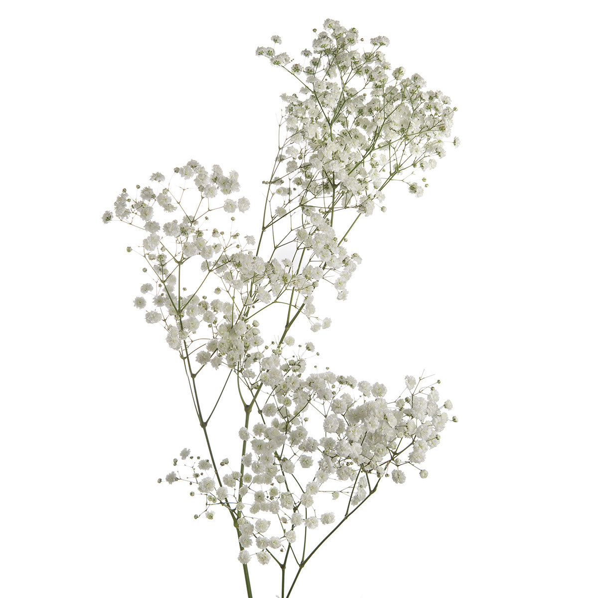 Snowball Xlence Gypsophilia | Sami Sacha Flowers