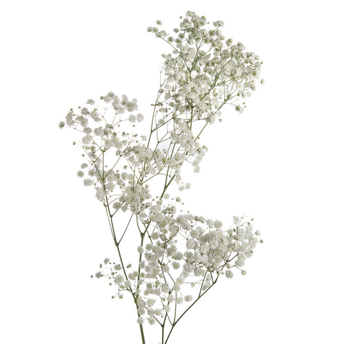 Snowball Xlence Gypsophilia
