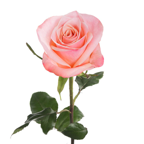 La Habana Rose