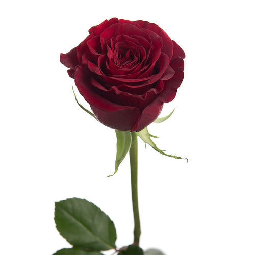 Hearts Garden Rose