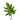 Hope Philodendron Leaves