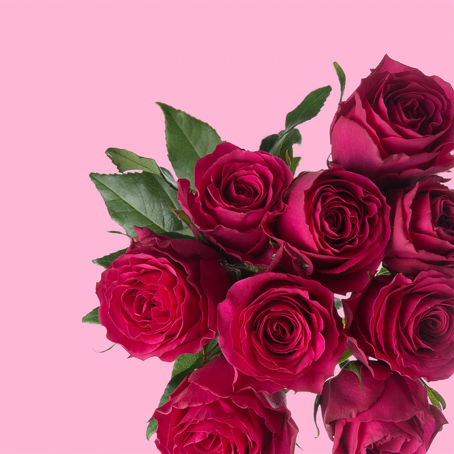 Hot Spot Rose