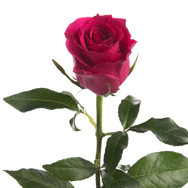 Hot Spot Roses | Sami Sacha Flowers