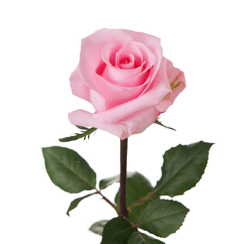 Impression Rose