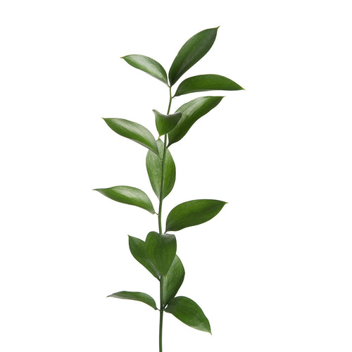 Israeli Ruscus