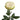 Khela Garden Rose