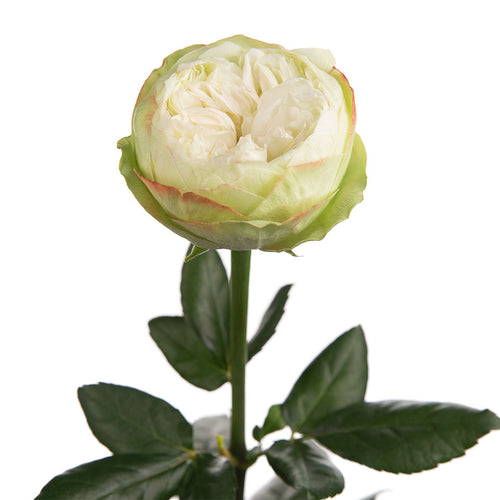 Khela Garden Rose