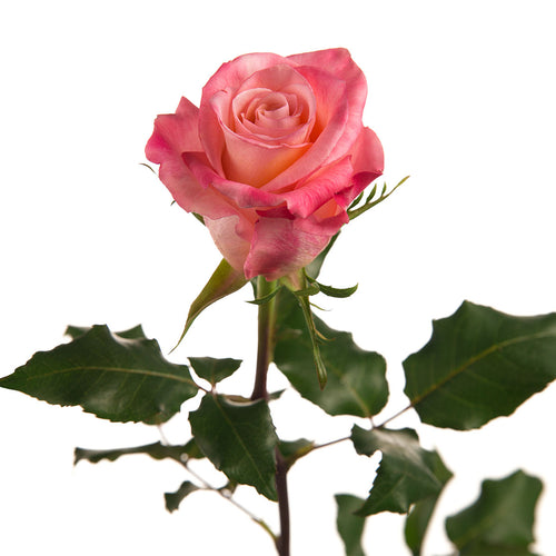 La Vie en Rose