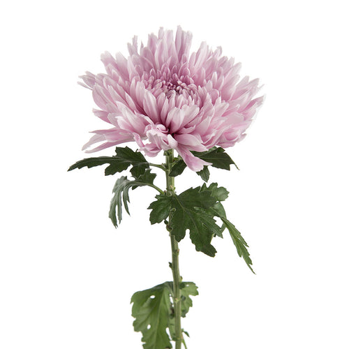Lavender Mums