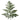 Leather Leaf Fern