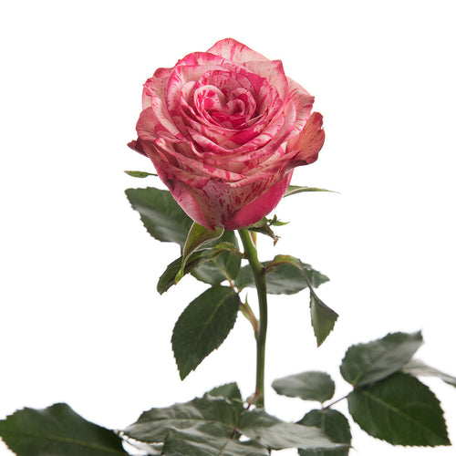 Magic Times Rose