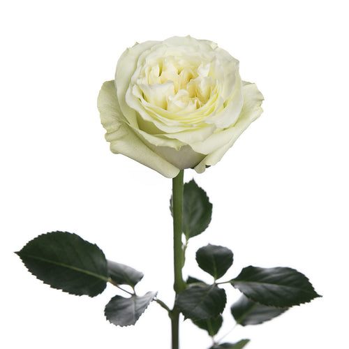 Mayra White Garden Rose