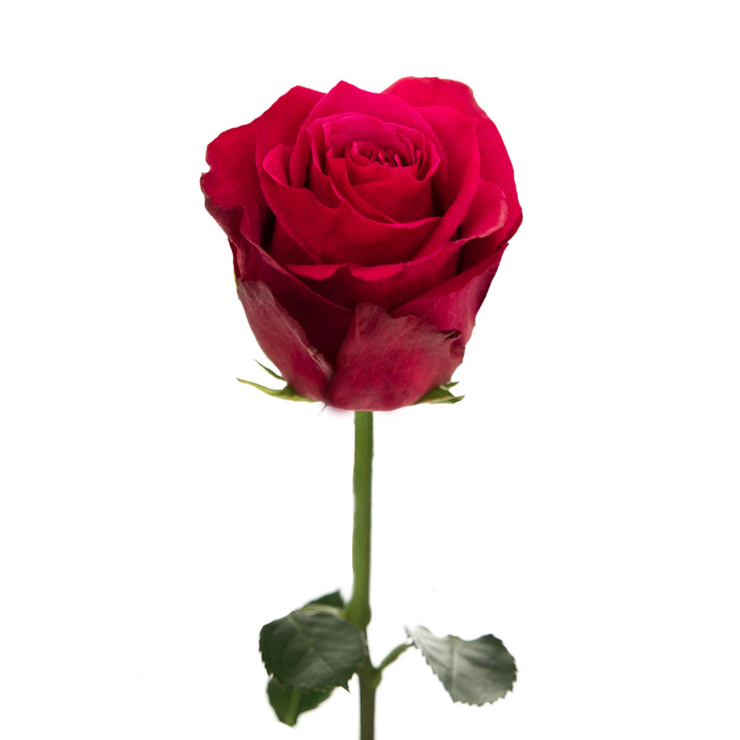 Merlot Rose Color Merlot Rose | Sami Sacha Flowers