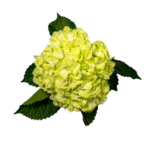 Mini Green Hydrangea