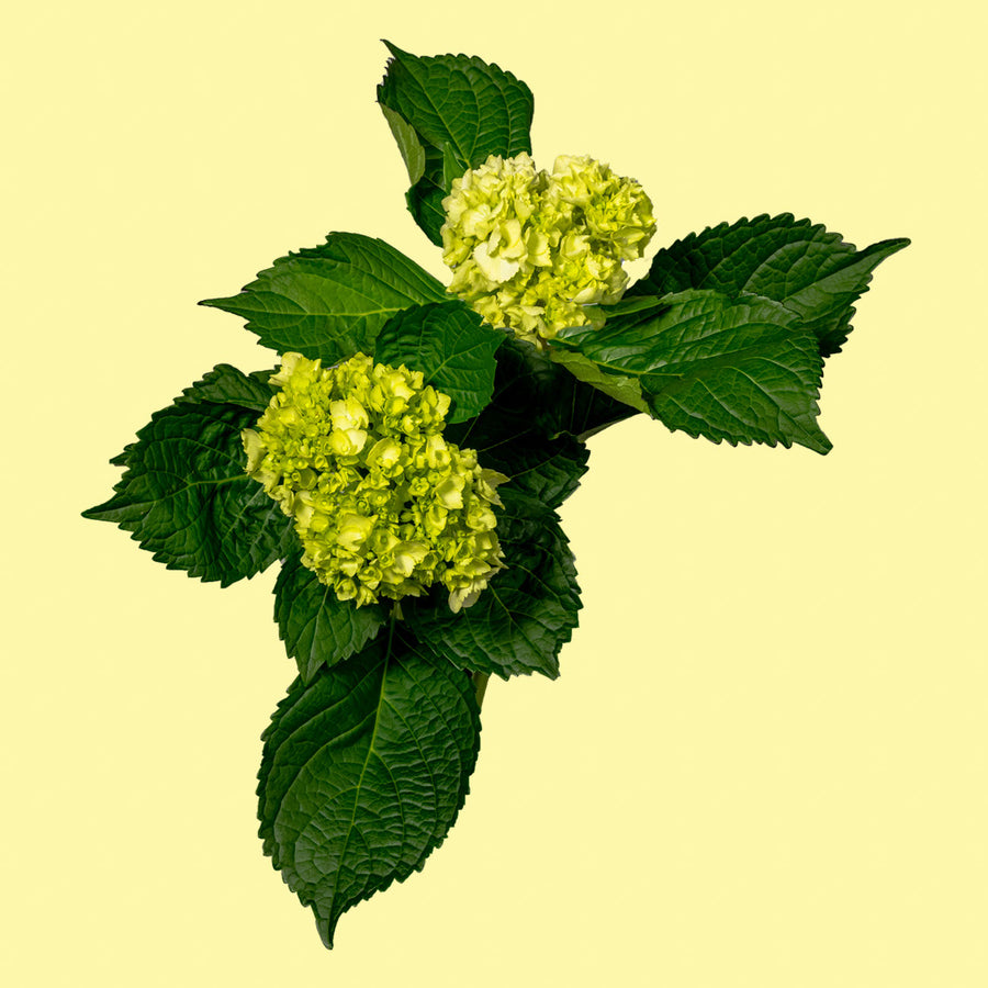 Mini Green Hydrangea