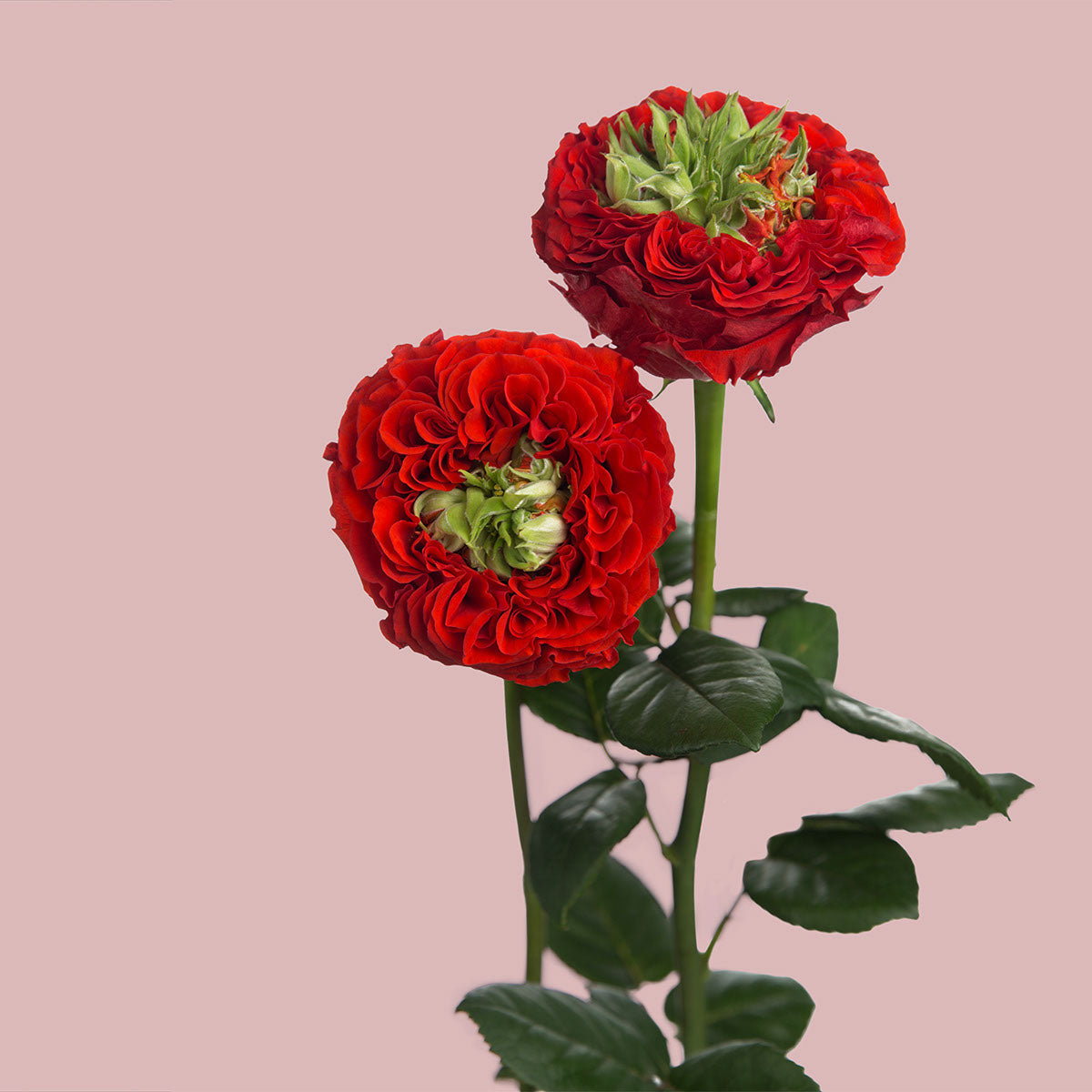 Monster Red Garden Rose | Sami Sacha Flowers