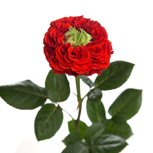 Red Monster Garden Rose