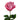 Moody Blues Rose