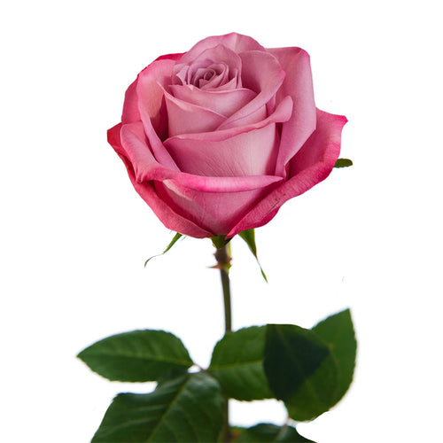 Moody Blues Rose