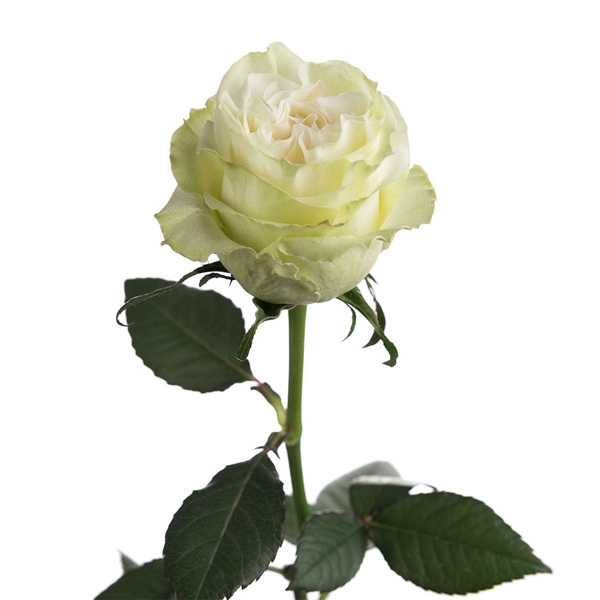 Moonstone Rose Flower