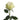 Moonstone Garden Rose
