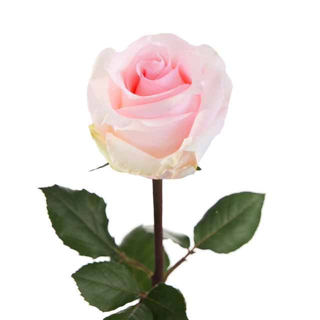 Nena Rose | Sami Sacha Flowers