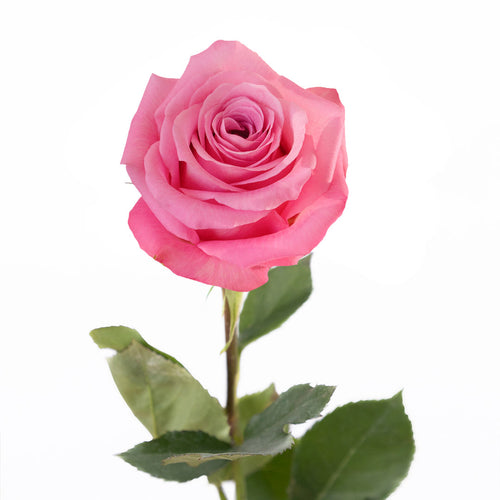 New Aqua Rose