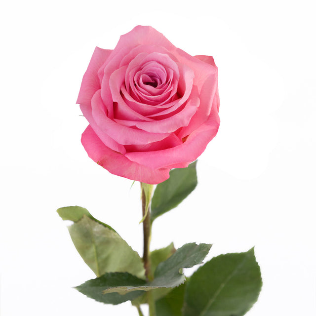 New Aqua Rose | Sami Sacha Flowers