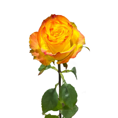 News Flash Rose
