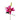 Oriental Joop Lilies