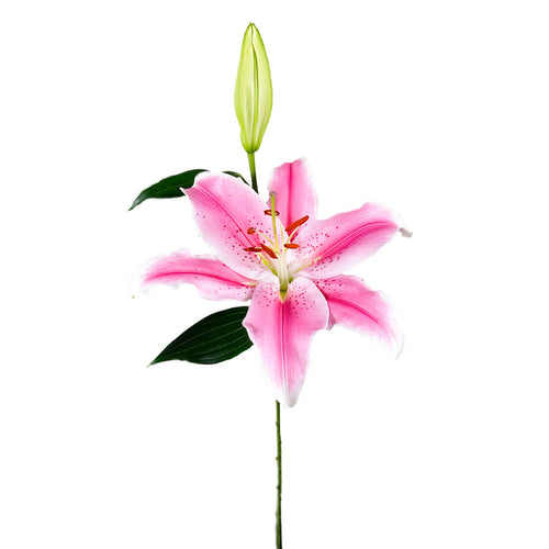 Oriental Sorbonne Lilies