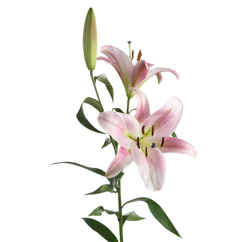 Orienpet Pink Lilies