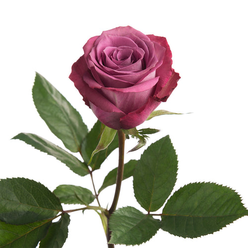 Piacere Rose