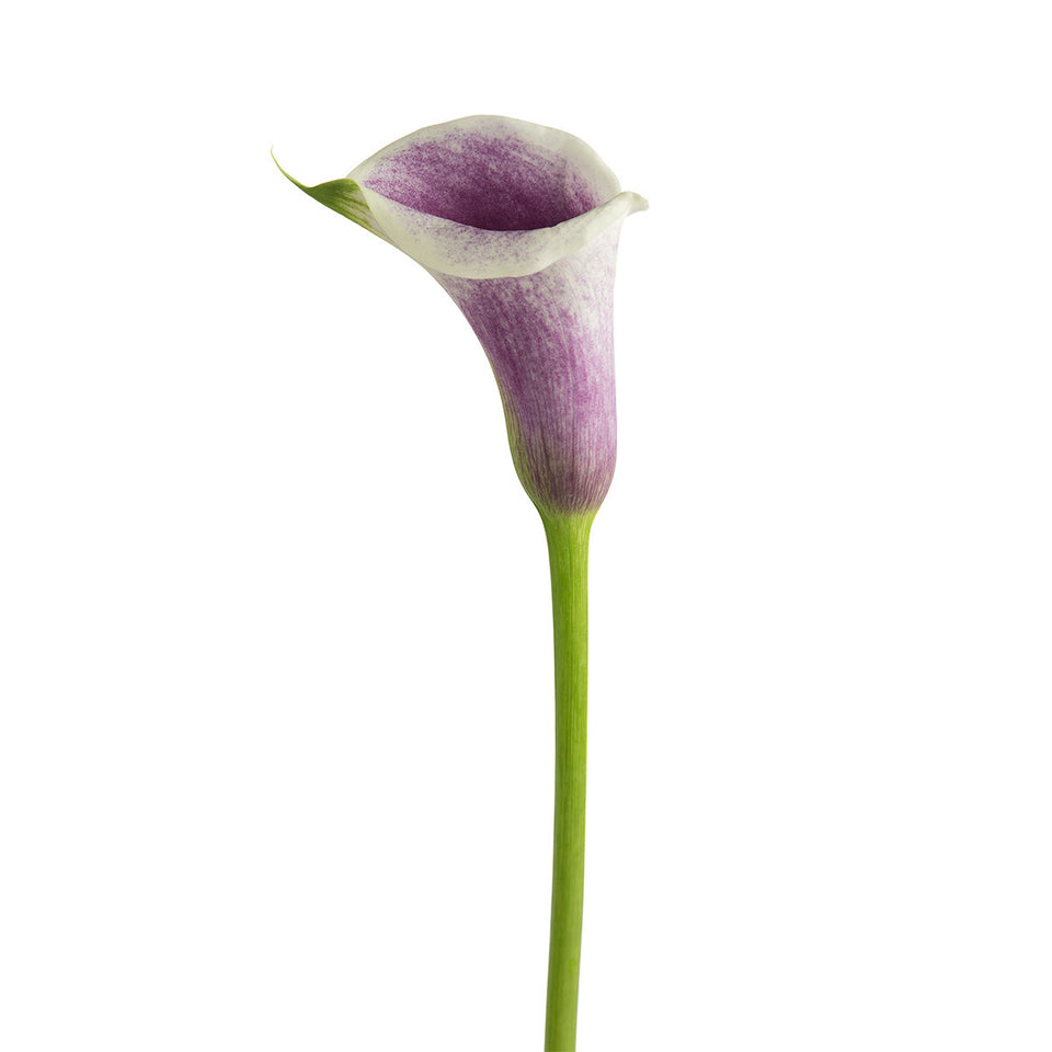 Picasso Mini Callas | Sami Sacha Flowers