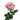Pink O'Hara Garden Rose