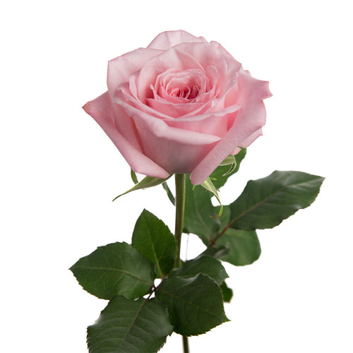 Pink O'Hara Garden Rose