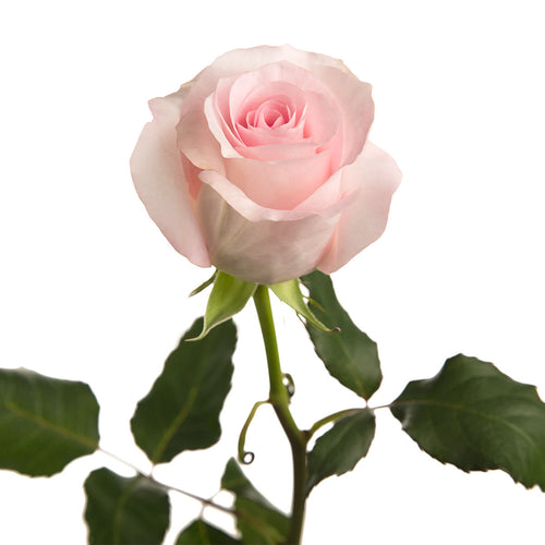 Pink Porcelain Rose