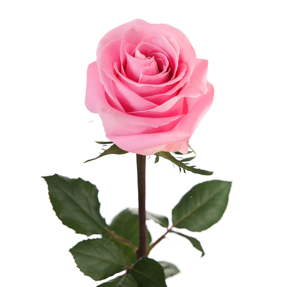 Famous Rose | Sami Sacha Flowers