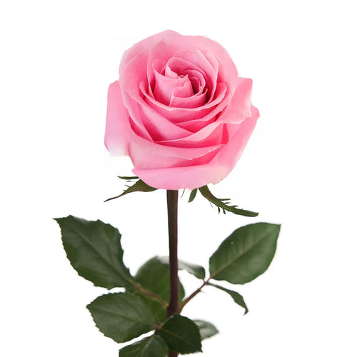 Famous Rose