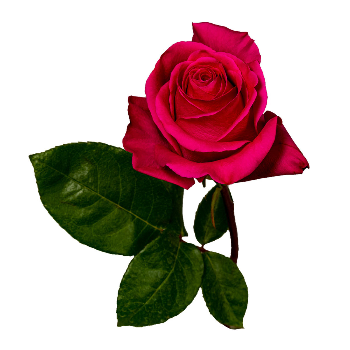 Pink Floyd Rose | Sami Sacha Flowers