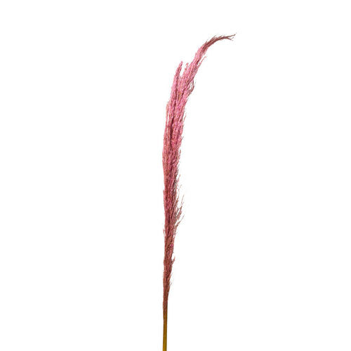 Pink Pampa Grass