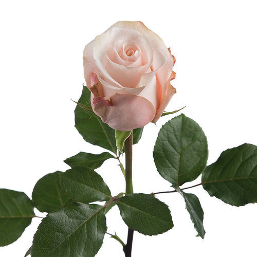 Poma Rosa Rose