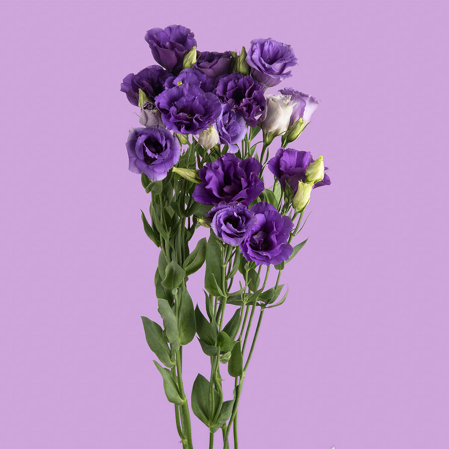 Purple Lisianthus