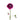 Elegance Purple Ranunculus
