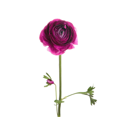Elegance Purple Ranunculus