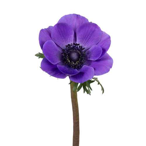 Blue / Purple Anemones