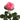 Mayra Queen Garden Rose